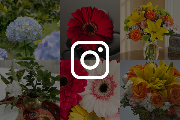 Hydrangea Instagram-Feed